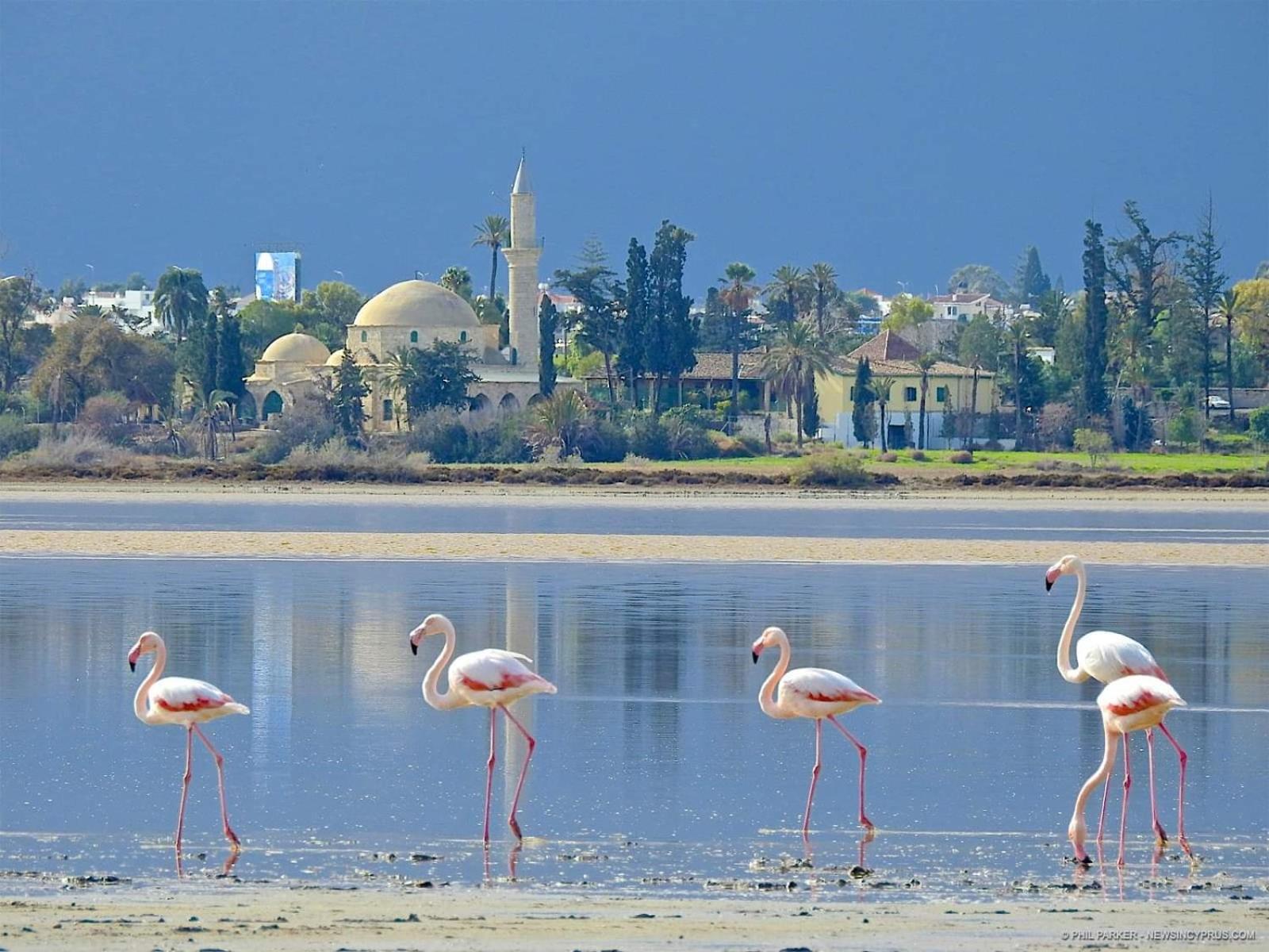 Stefaris "Koutsou Court 105" Lägenhet Larnaca Exteriör bild